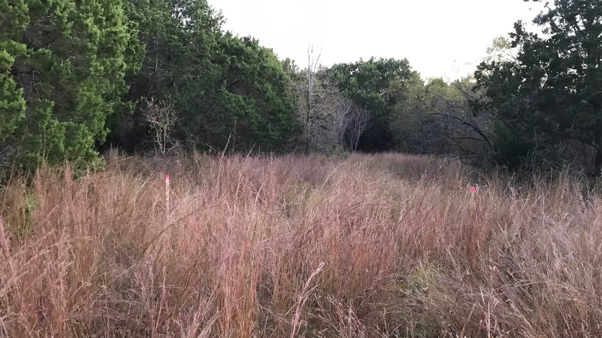 A russet-pink stand of little bluestem filling a clearing, with dark green cedar and oak trees around its edges