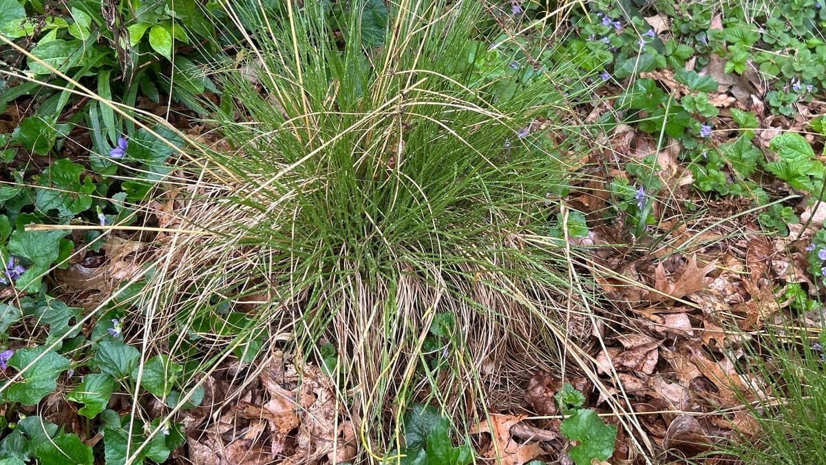 A prairie dropseed clump in the center, green blades rising from the middle through pale tan old blades, ringed by violet leaves and dry tree leaves