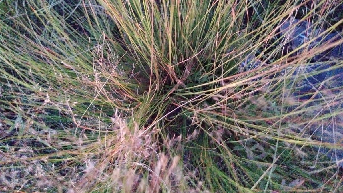 Looking down into a prairie dropseed clump, fine green and tan blades radiating from the center with a pink haze of seed heads