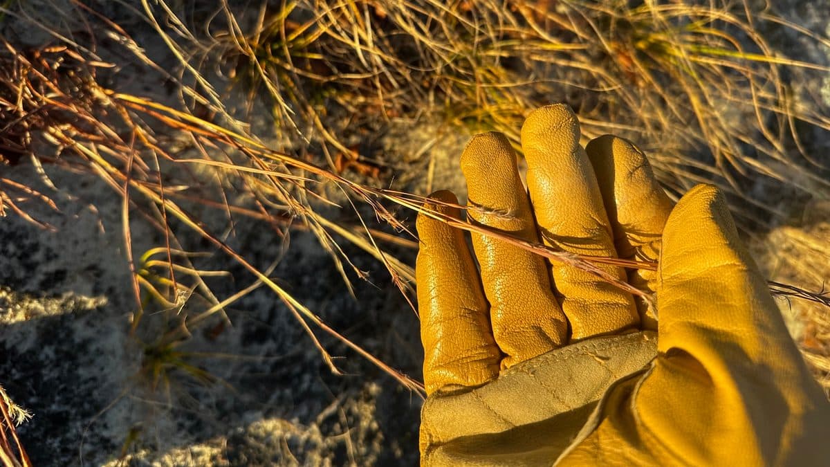 A hand in a yellow leather work glove holding dry golden grass stems against a background of tangled tan blades and a dark rock
