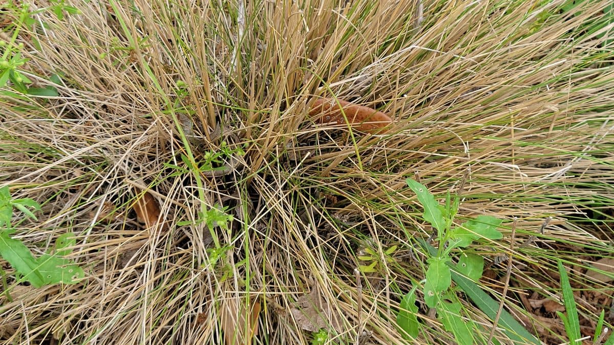 A mound of pale tan and gray gulf muhly blades photographed from above, with a few green weeds and a brown leaf at its edges