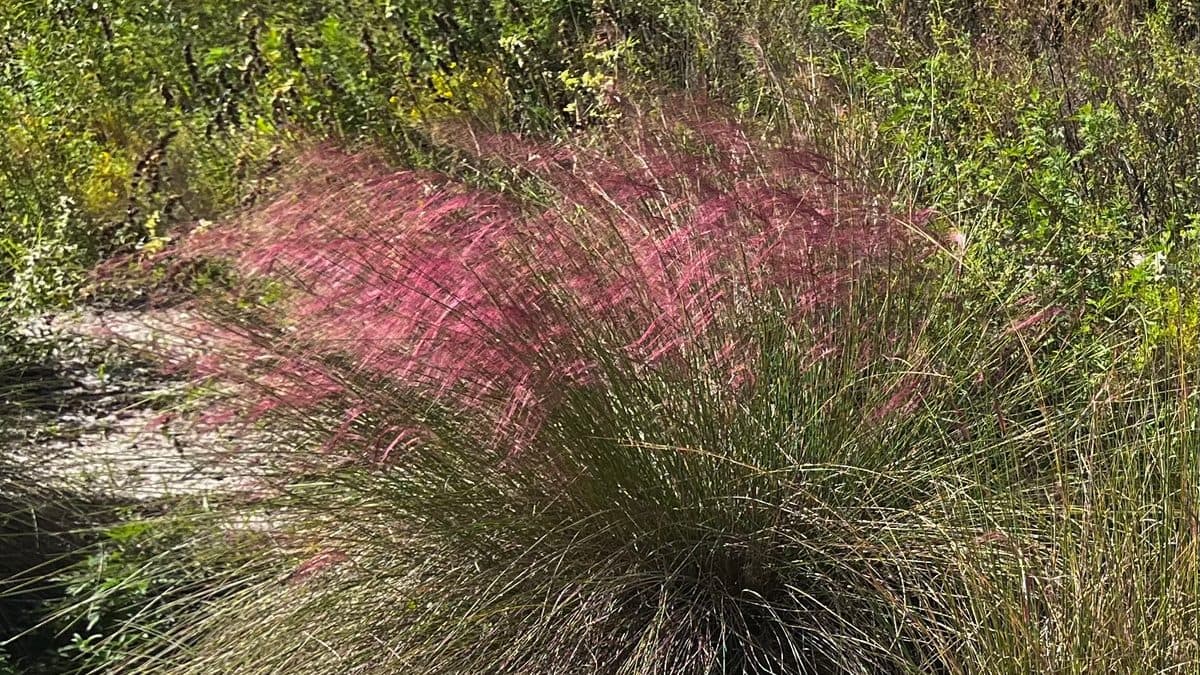 A rounded gray-green clump of grass topped with a pink-red haze of plumes, beside a sandy path with low shrubs