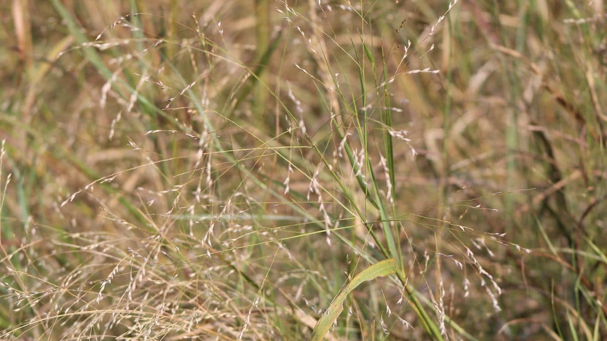 Close view of tan switchgrass with open airy seed heads spread across the frame, no sky or ground visible