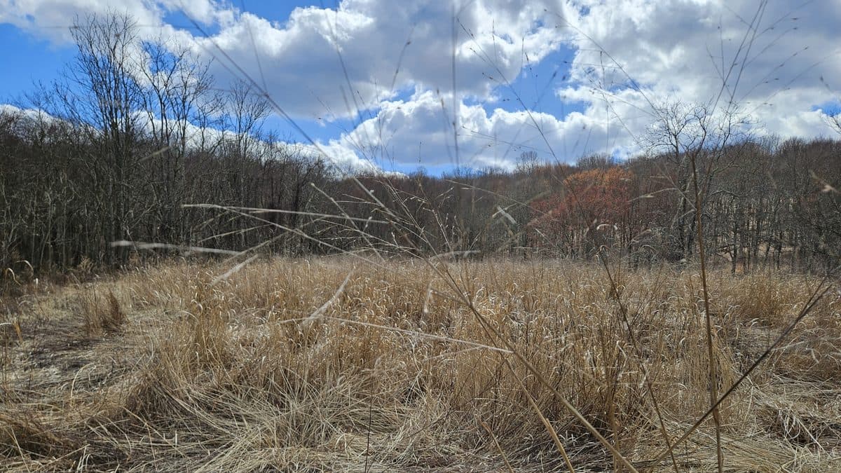 A wide meadow of flattened tan switchgrass under a blue sky with clouds, bare trees on the hills behind