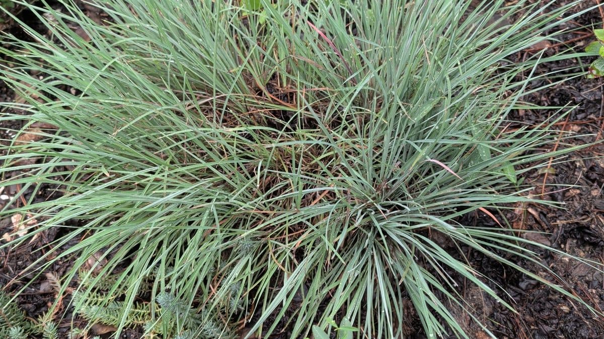 A clump of little bluestem grass