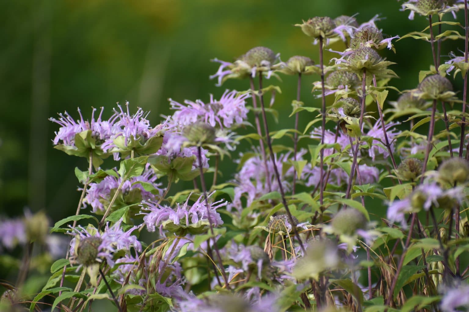 Dense clump of wild bergamot with lavender blooms and rounded seed heads rising on many upright stems