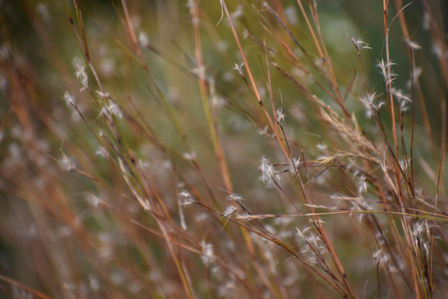Backlit little bluestem seed heads catching low autumn light, silvery tufts on rust and copper stems in a late season prairie
