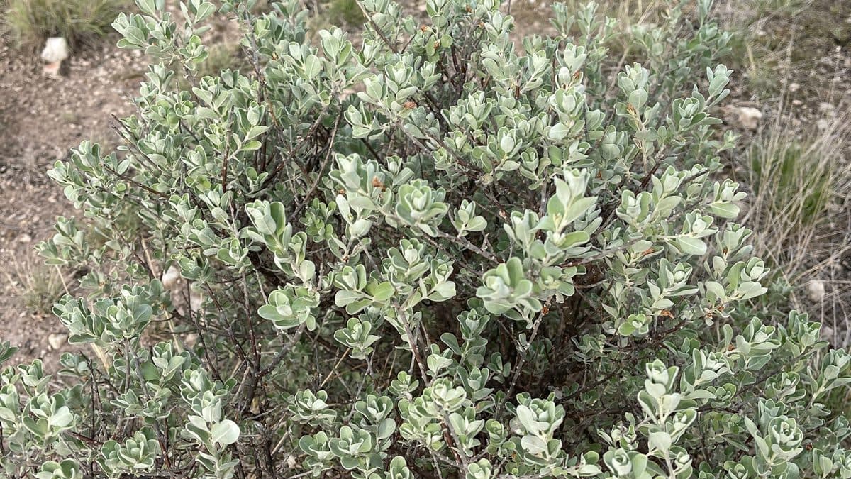 A compact, rounded shrub packed with gray-green rounded leaves, photographed close up so the foliage fills the frame