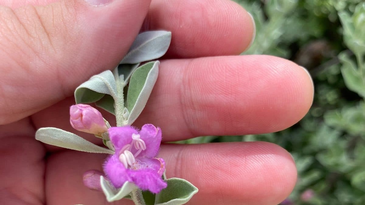 A hand holding a short twig of gray-green leaves with one open purple flower and a pink bud at the leaf joints