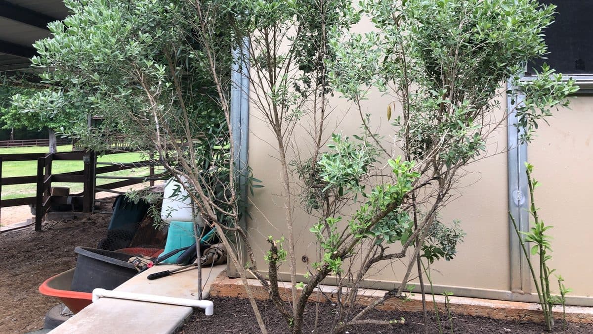 A tall shrub with a few thin upright stems and foliage held mostly near the tops, standing beside a tan building and a wooden fence
