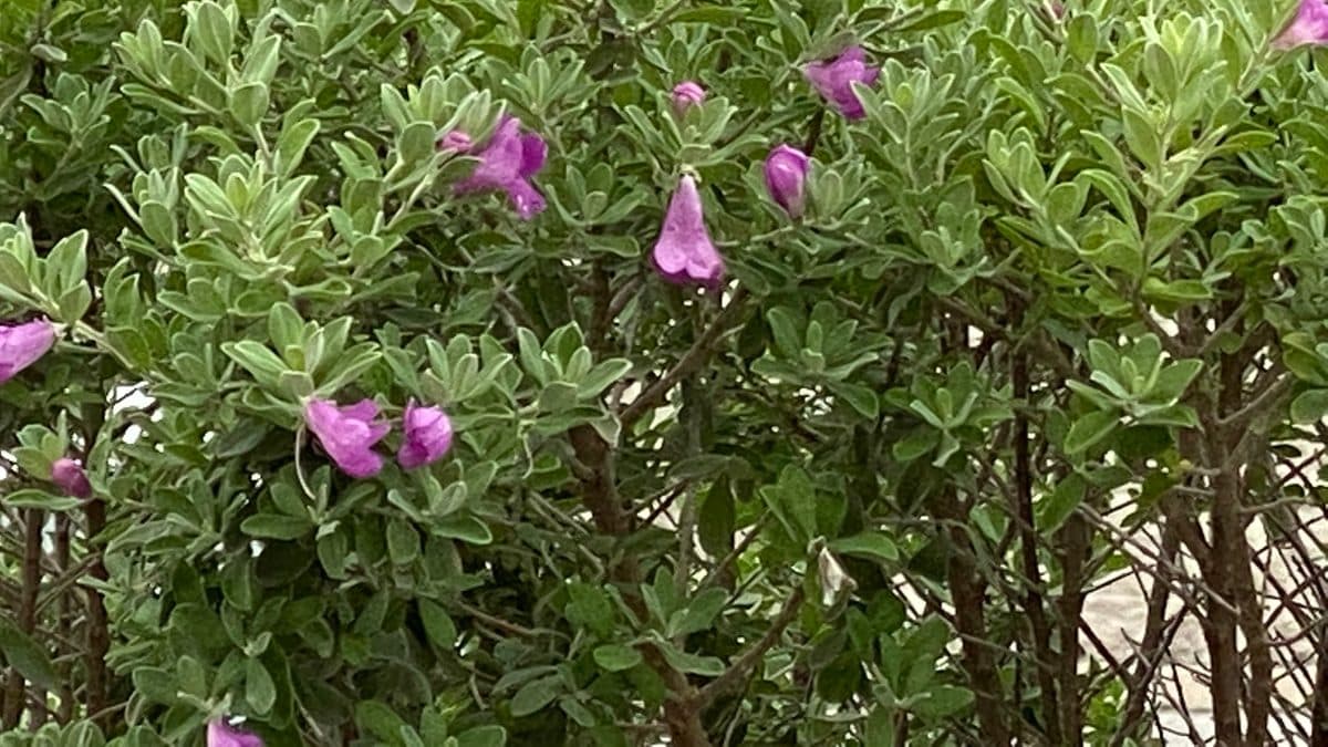 Gray-green leaves and pink bell flowers on upright stems, with bare brown woody stems showing through at the bottom of the frame