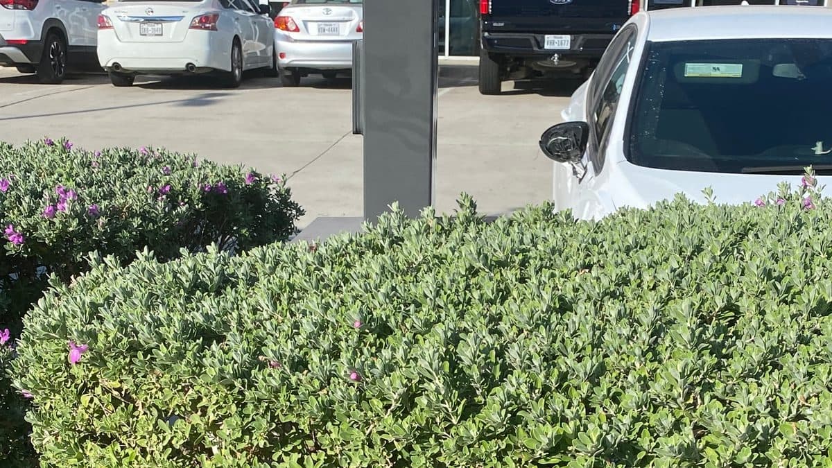 A dense, flat-topped green hedge of small gray-green leaves beside a parking lot, with a purple-flowered shrub behind it at left