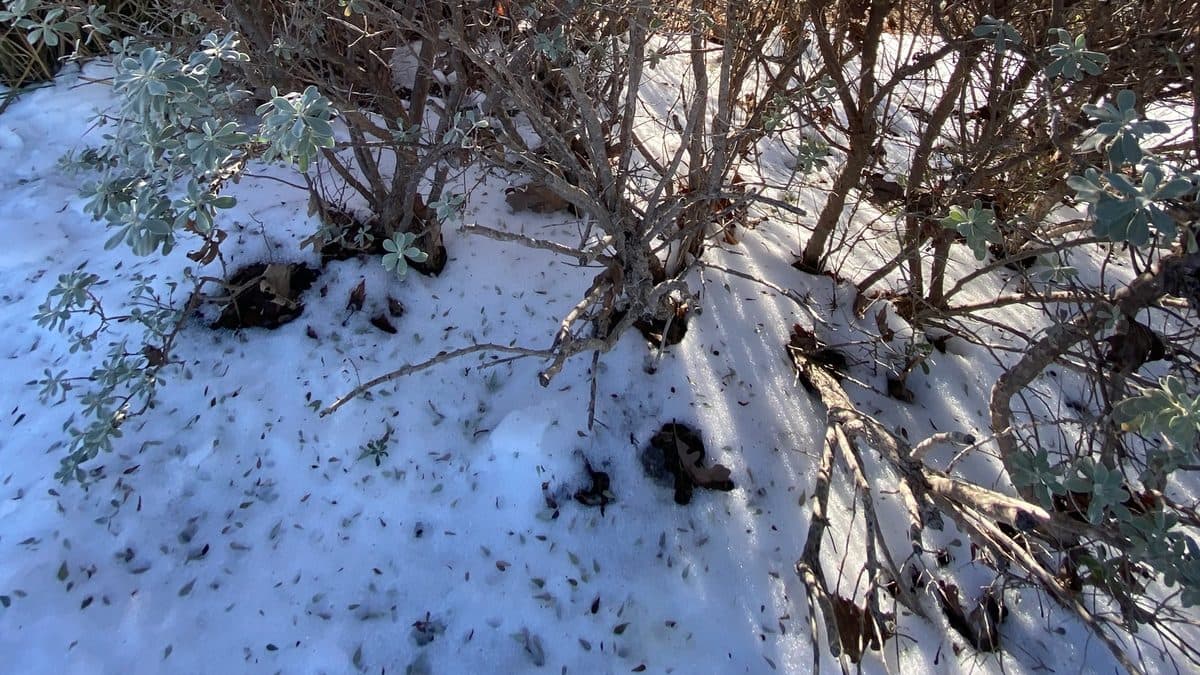 The base of a shrub with several gray stems rising from snow, a few pale leaves still on the branches and fallen leaves scattered on the snow