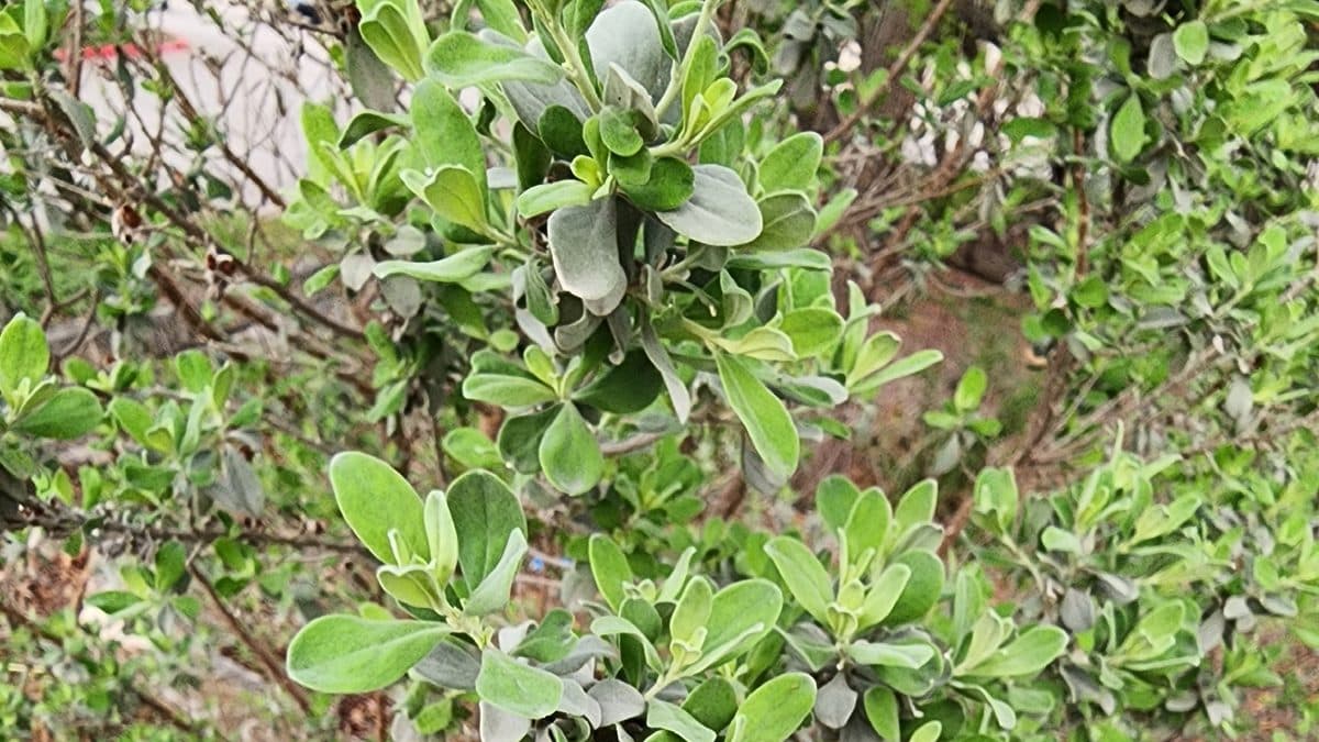 Pale green, rounded leaves in whorls along thin branches, with new light green foliage at the tips and a few darker older stems below
