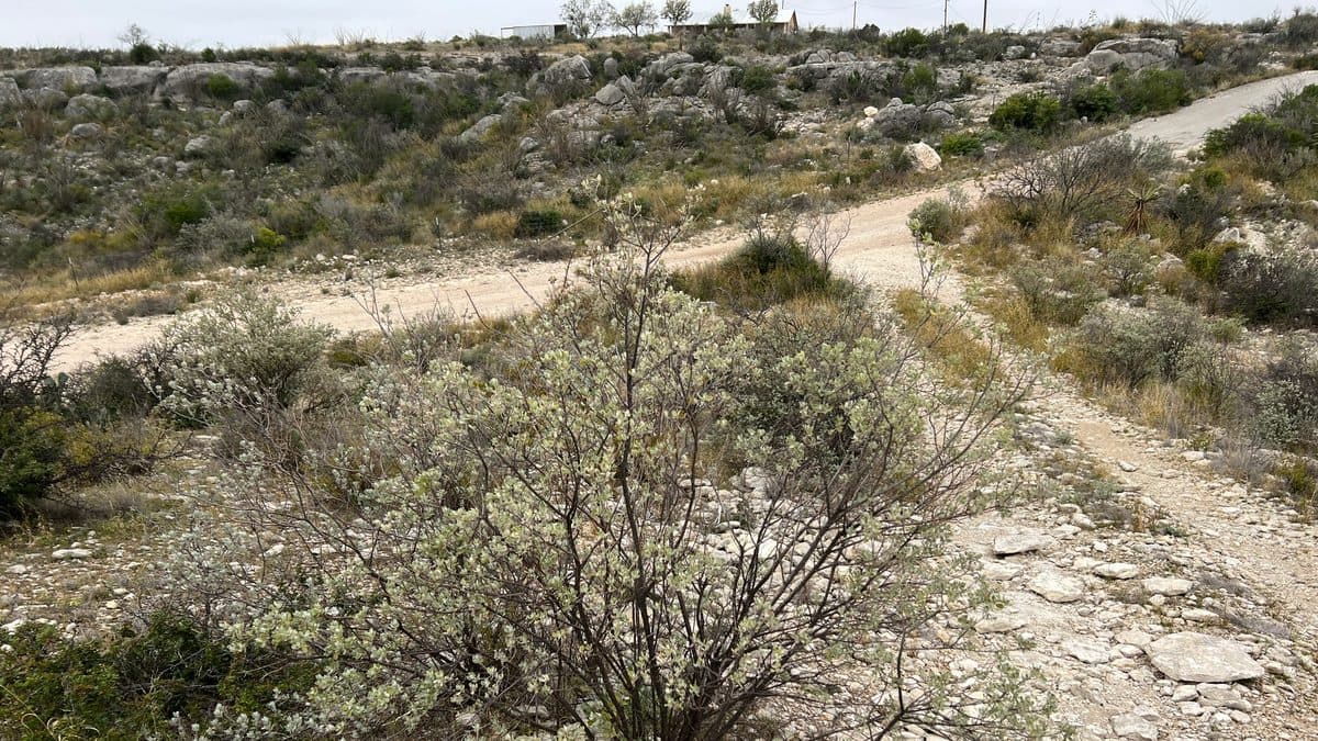A round, twiggy gray-green shrub beside a rocky dirt trail in open scrub country, with low brush behind it