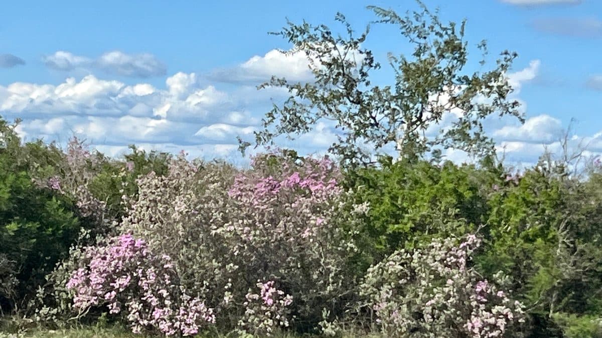 Three pale, loose shrubs covered in pink-lavender flowers in a grassy clearing, with green brush and a small tree behind them under a blue sky with clouds