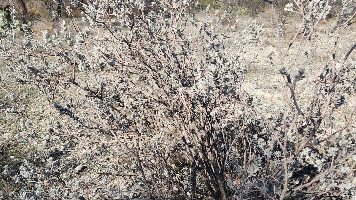 A gray, twiggy shrub with many thin branches and a few small pale leaves, standing in dry brown scrub