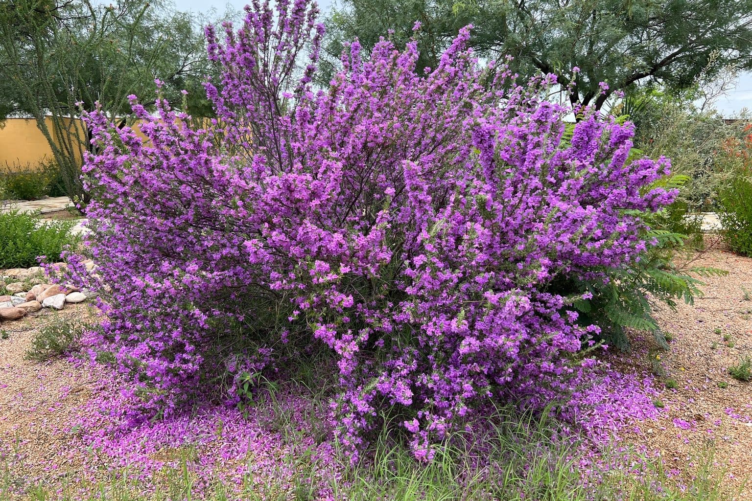 A large Texas sage shrub covered in purple flowers in a gravel yard, with fallen purple petals on the ground beneath it and trees behind it