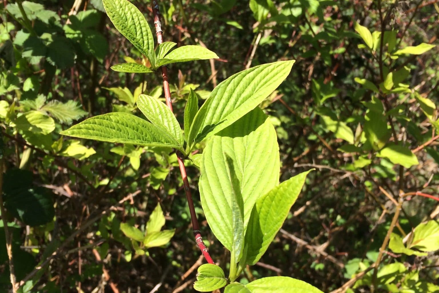 New soft green shoots growing from the red woody stems of a red-osier dogwood shrub in sunlight, with older bare stems behind