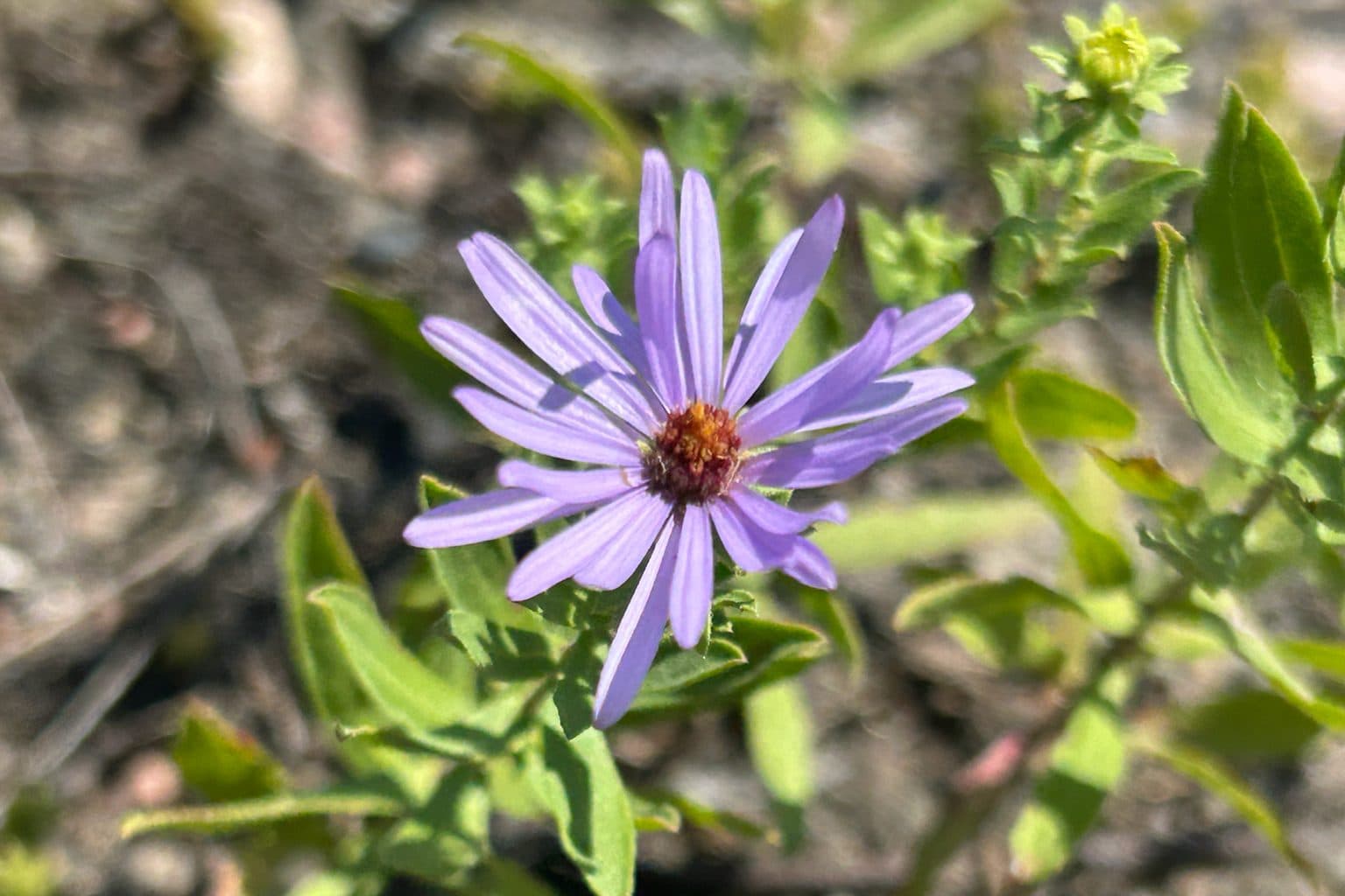 A single purple aromatic aster flower