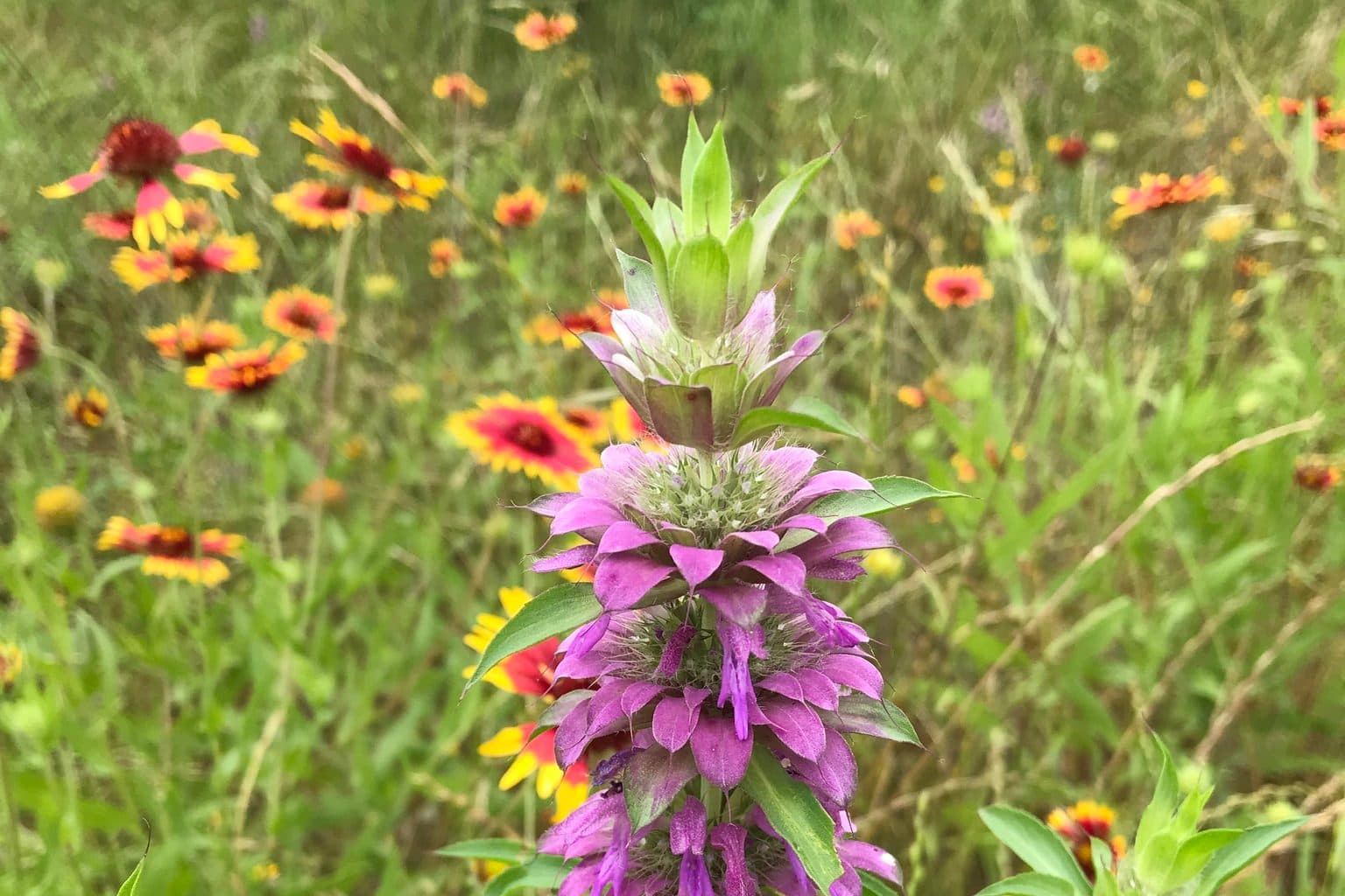 A lemon beebalm stalk with purple bracts among blanketflowers