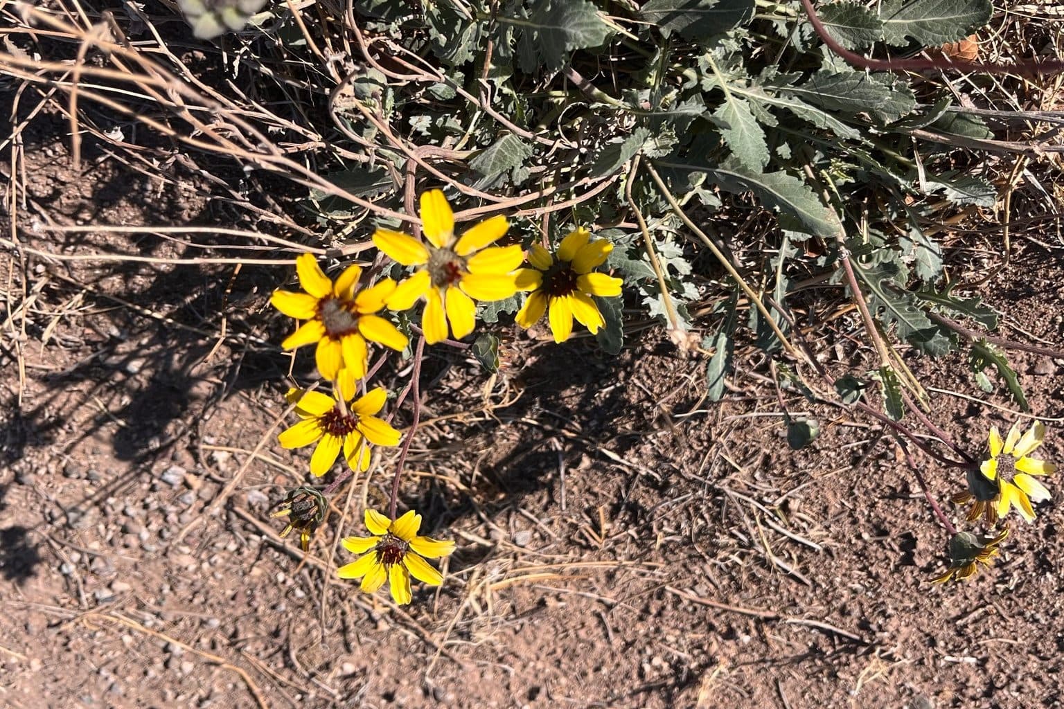Yellow chocolate daisies on bare soil