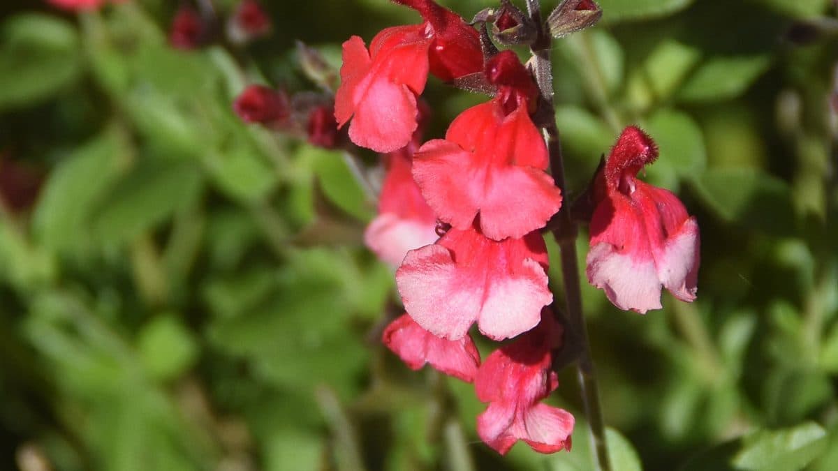 A spike of coral and white two-toned flowers on a dark stem, with green leaves behind