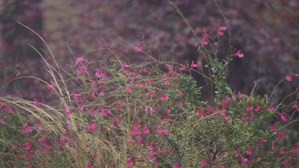 A wide low shrub in a garden bed, covered in small pink flowers, with tall tan ornamental grass leaning through it