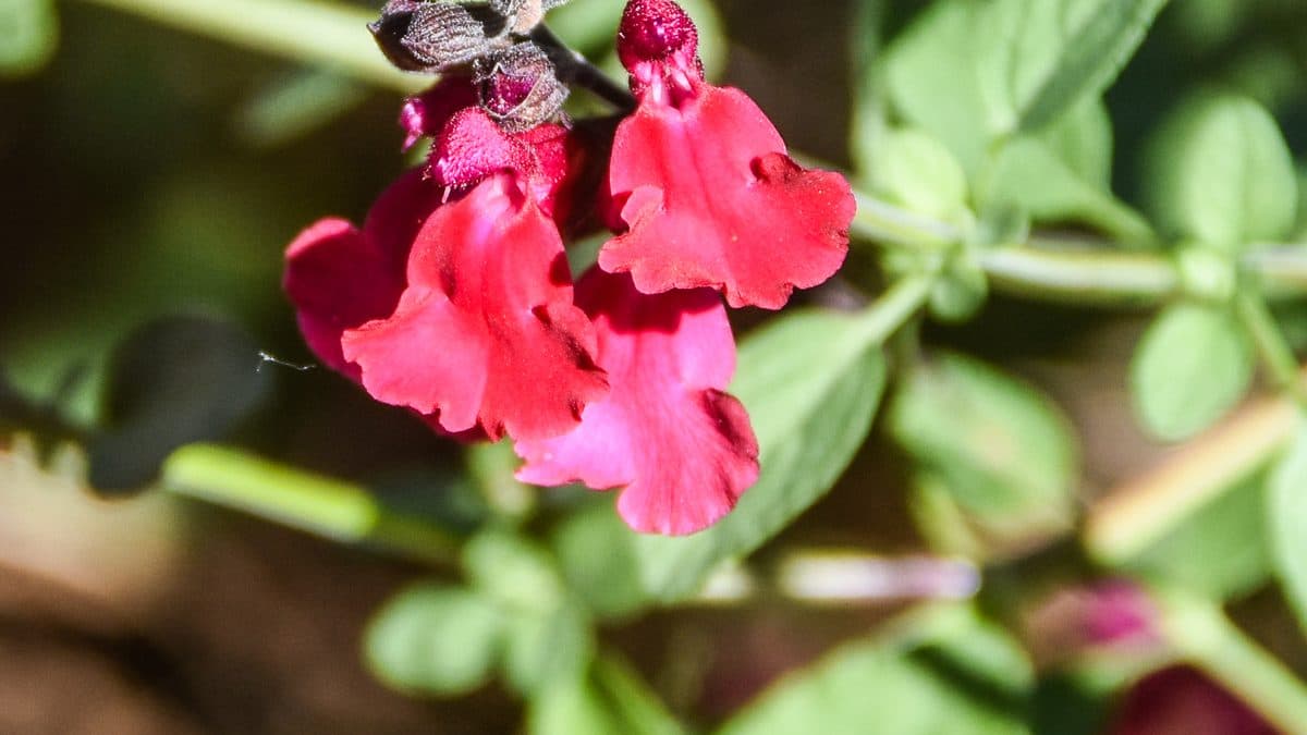 A cluster of bright red two-lipped flowers with a darker red calyx, among small green leaves