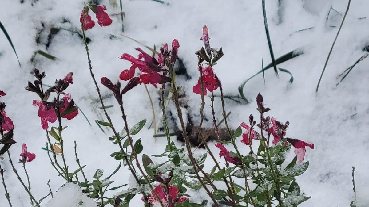 Thin stems with small dark red flowers and gray-green leaves poking up through a layer of white snow