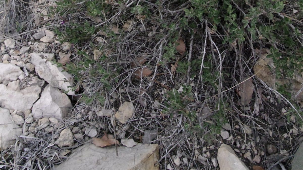Gray, bare-looking branching stems low over a stony slope, with clusters of small green leaves coming out along them