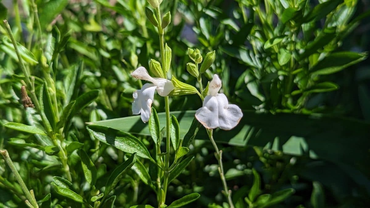 Two white two-lipped flowers on thin green stems among narrow dark green leaves