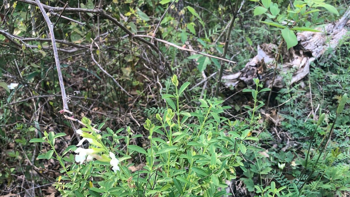 A leafy green plant with a few white flowers growing out of dry twigs and leaf litter, with a fallen branch behind it