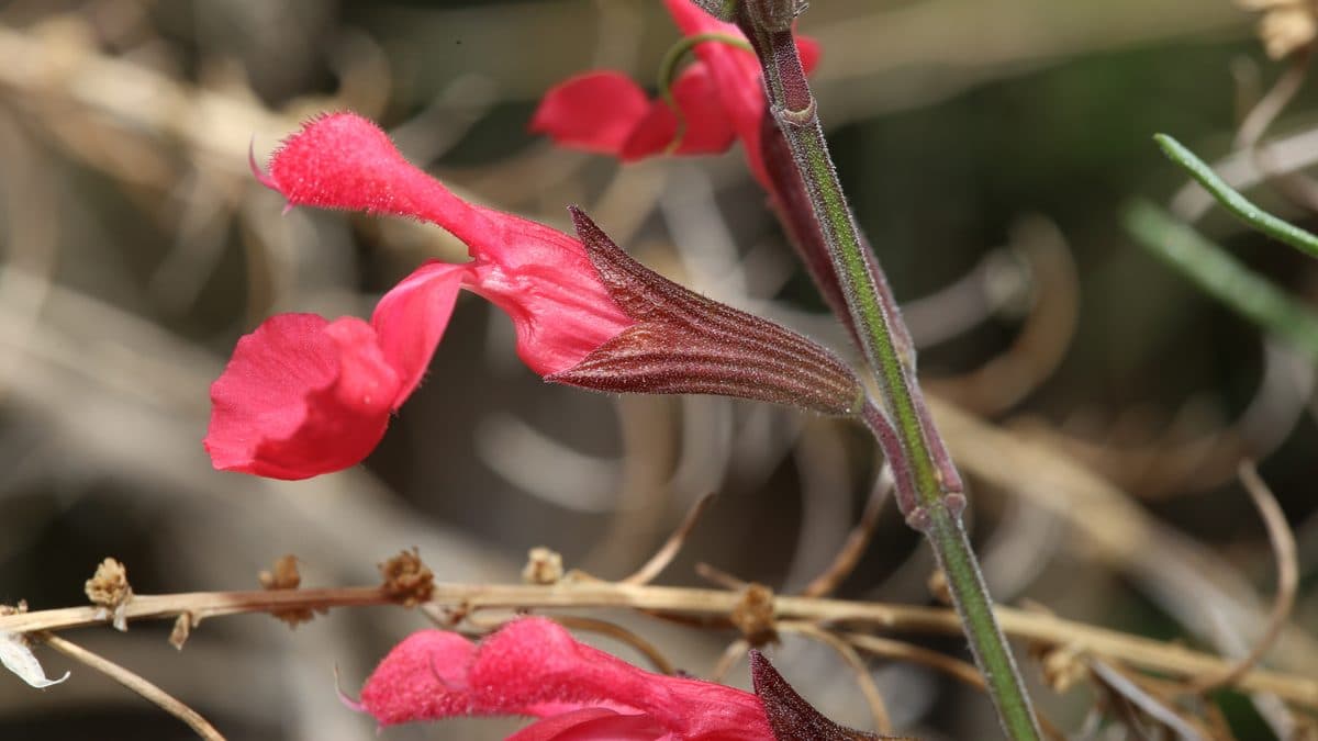 Two bright red tubular flowers with a dark red, ribbed calyx on a thin stem, in front of dry tan stems