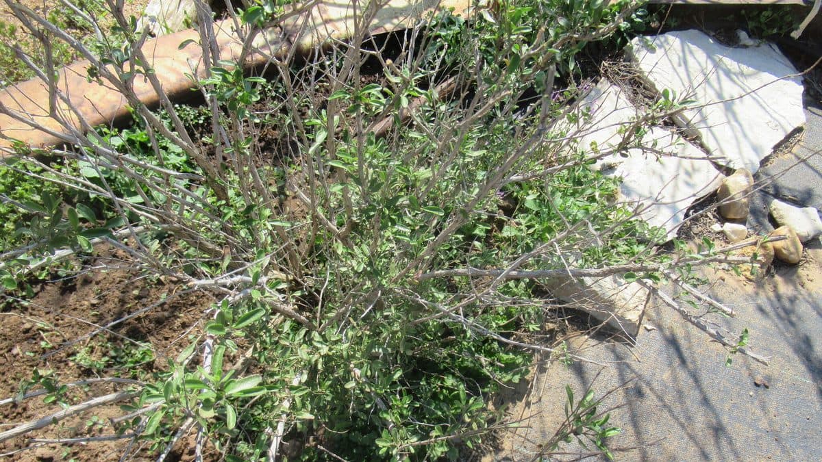 A low shrub of thin gray stems with fresh small green leaves coming in along them, beside flat stones and bare soil