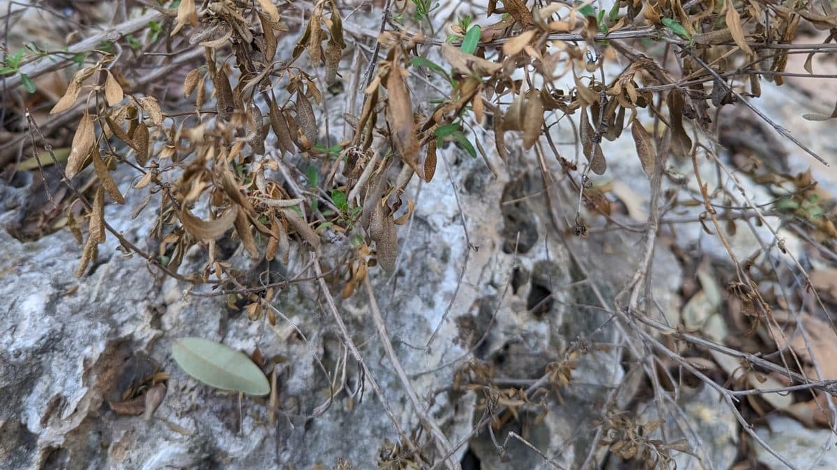 A rocky ledge covered in dry brown leaves and thin twigs, with a single gray-green leaf near the bottom