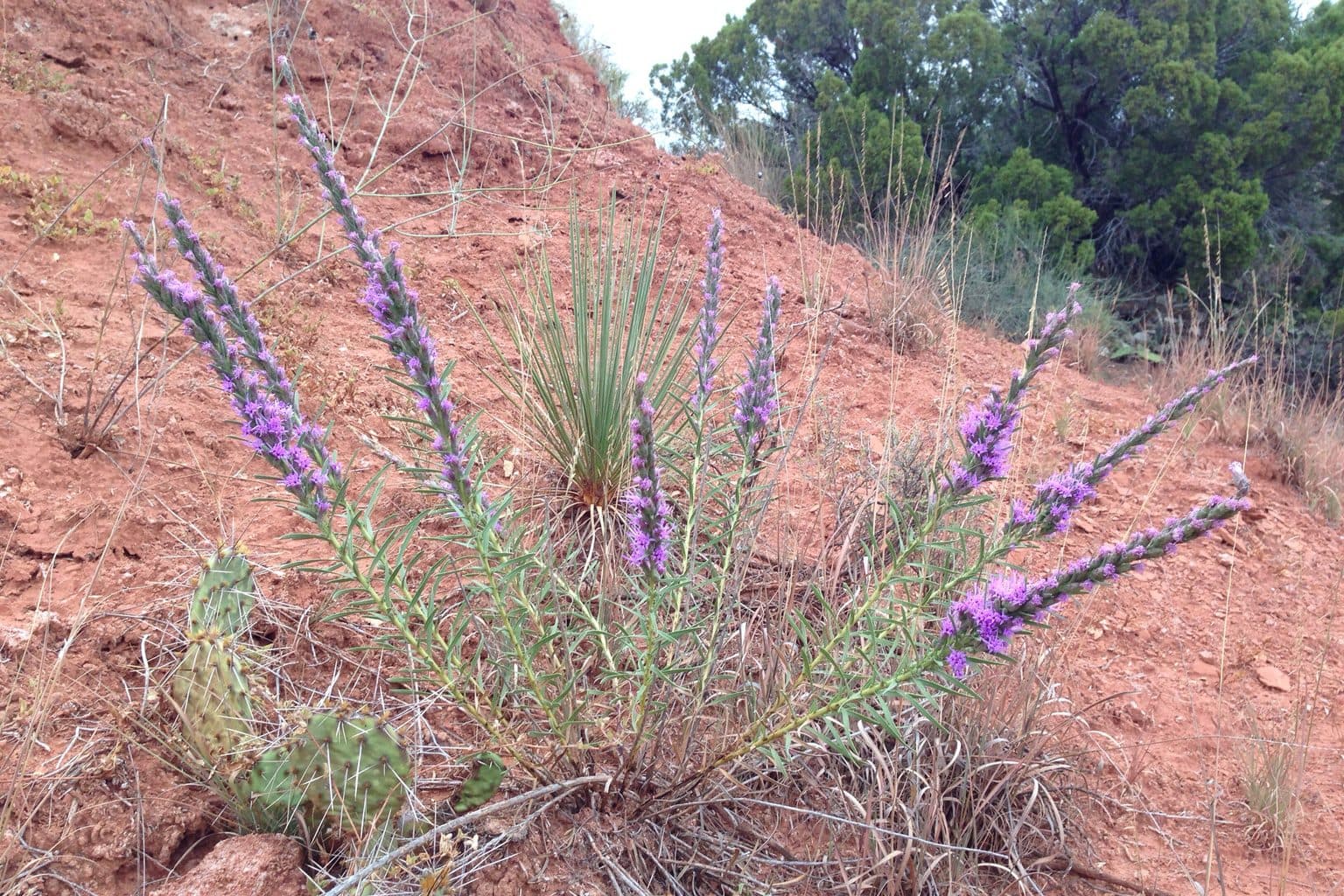 Dotted blazing star in purple bloom on a red-soil slope