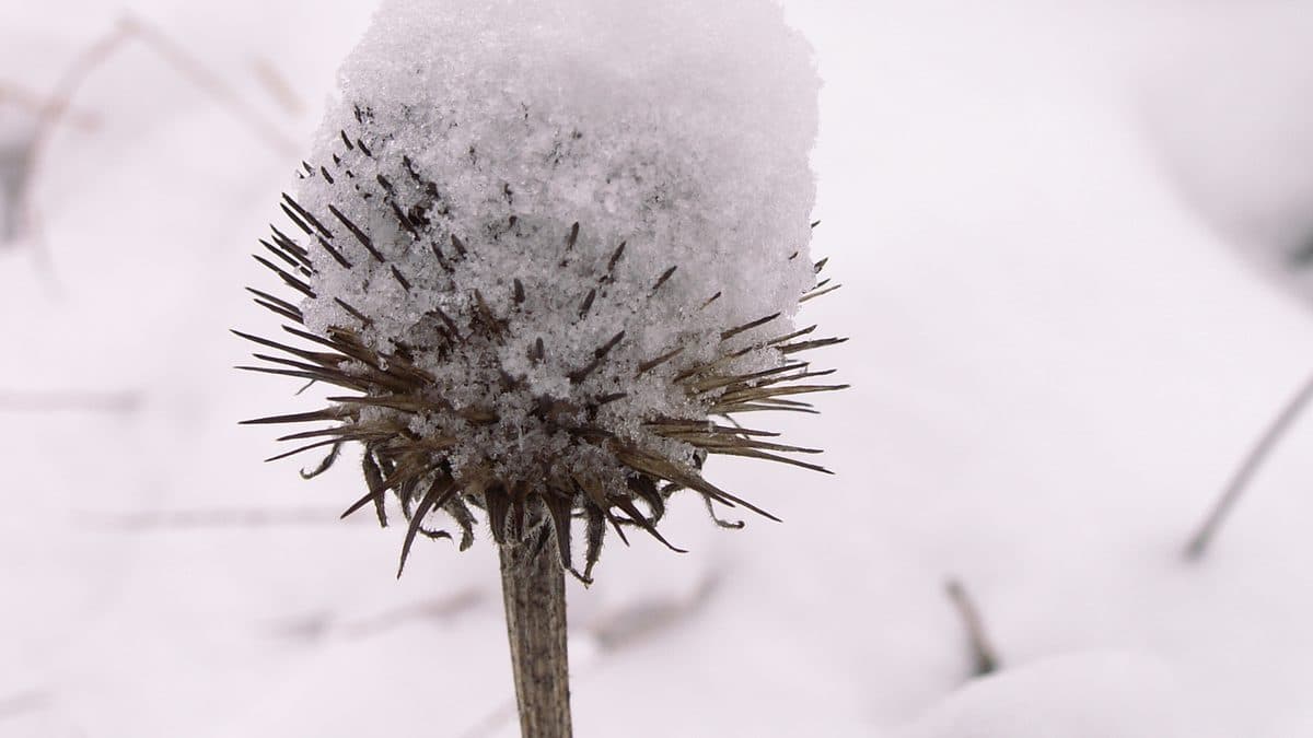 A dried purple coneflower seed head capped with fresh snow, its spiky bracts poking out, against a blurred snowy background