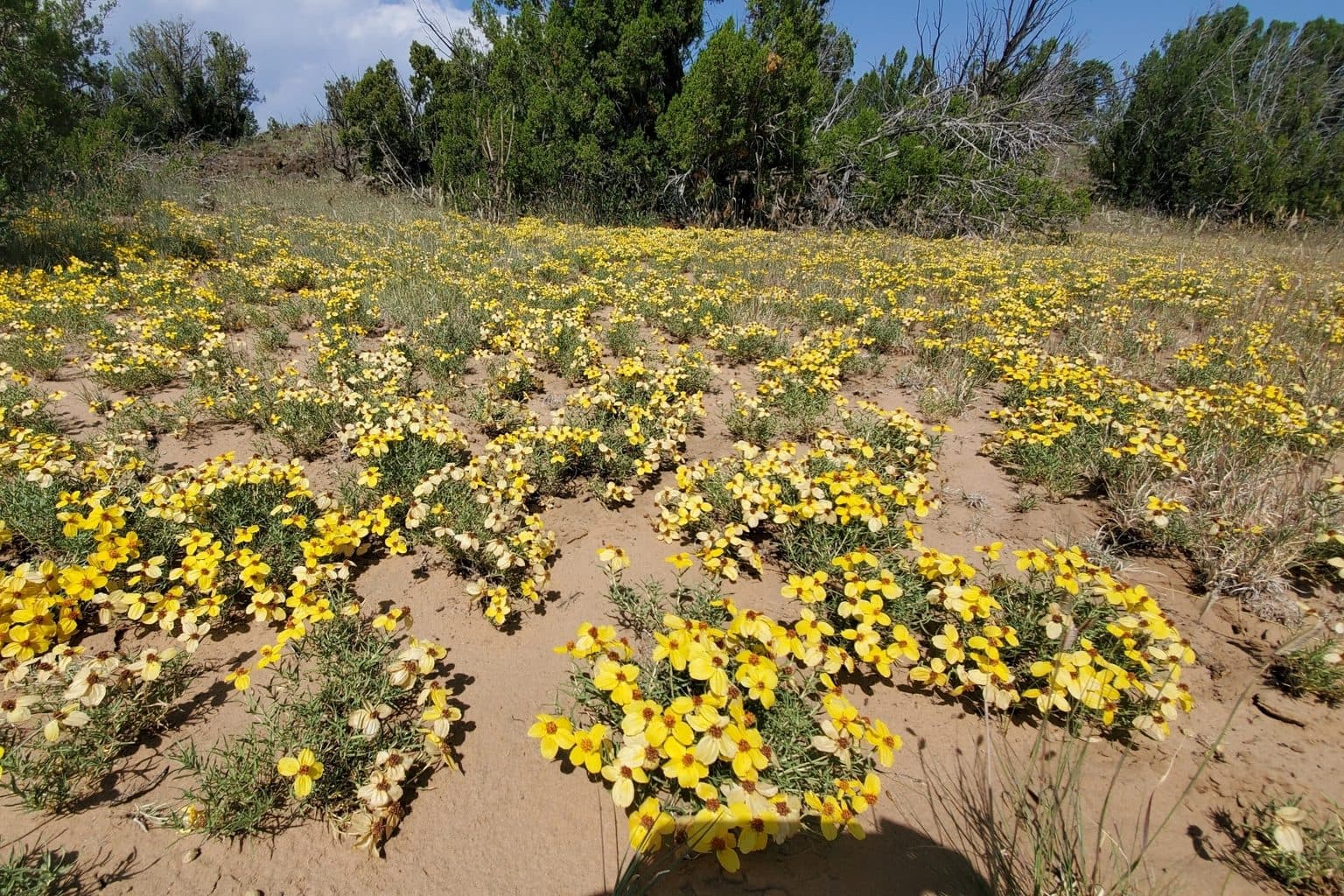 A field of yellow desert zinnias on sandy ground