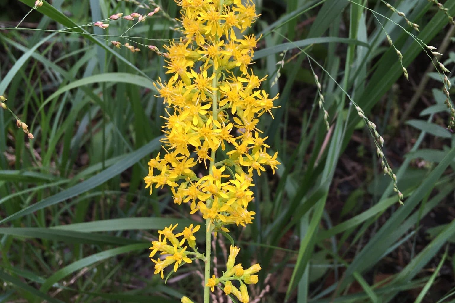 A yellow showy goldenrod flower spike