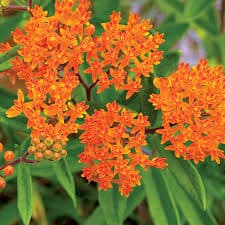 Butterfly Weed (Asclepias tuberosa) with bright orange flowers
