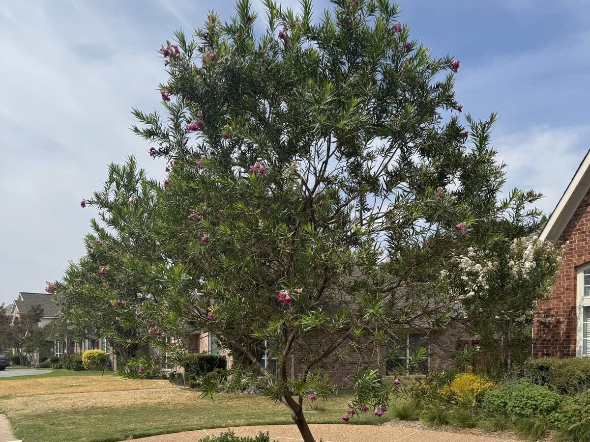 A desert willow with narrow leaves and pink trumpet flowers beside a front walk