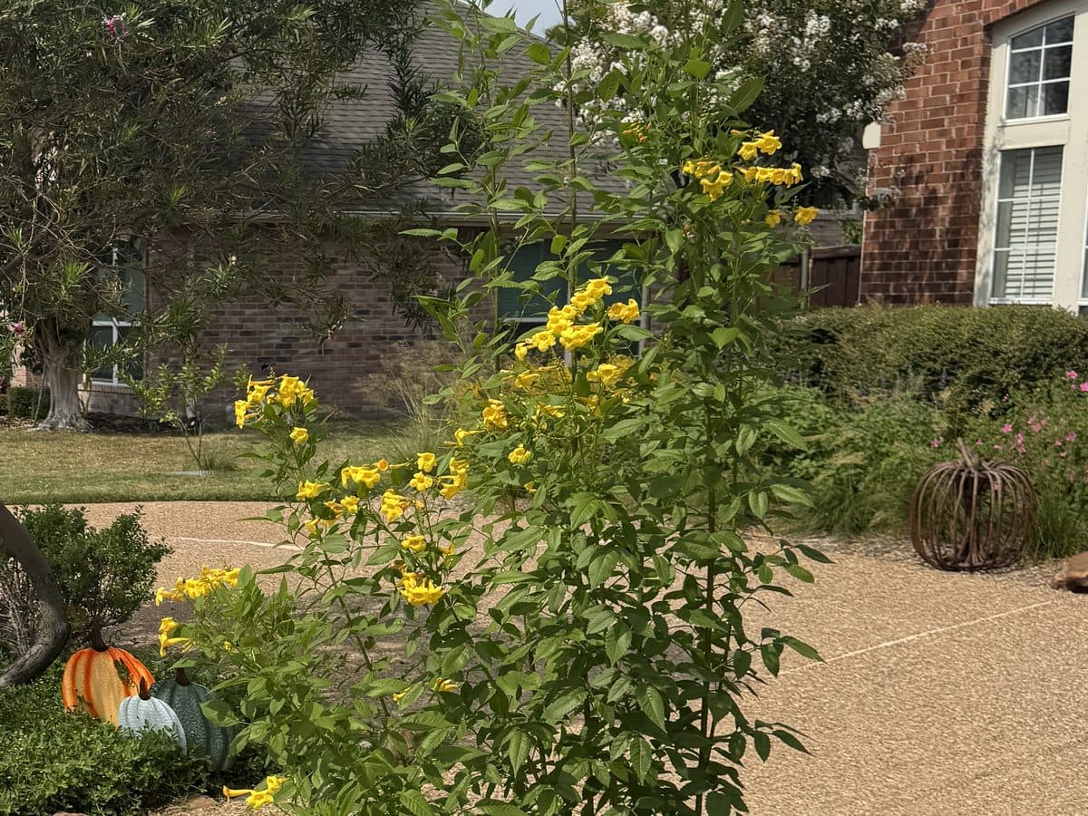 An esperanza shrub with clusters of yellow trumpet flowers in a front-yard island bed