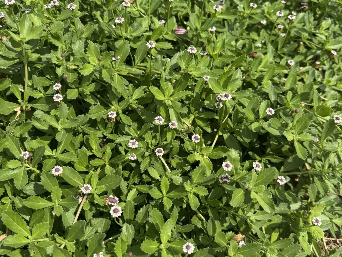 A dense mat of frogfruit with small white-and-purple button flowers