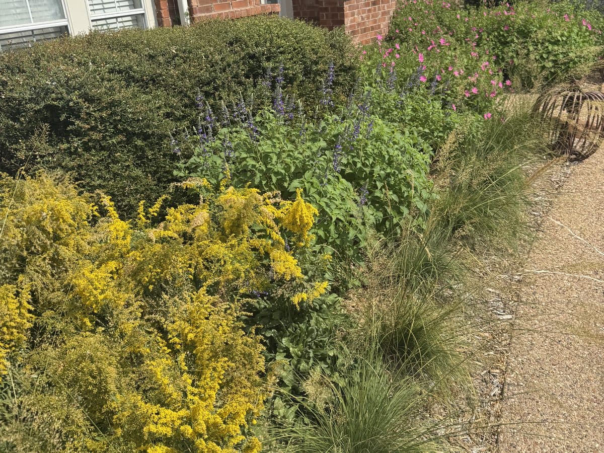 A front bed of goldenrod, salvia and bunchgrasses in front of a sheared hedge