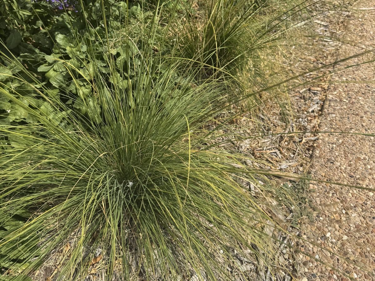 A fine-textured clump of prairie dropseed at the edge of a mulched bed