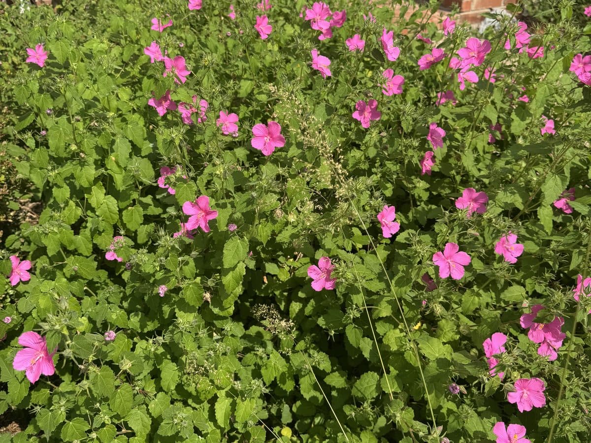 A mounding rock rose covered in pink five-petaled flowers near a brick entry