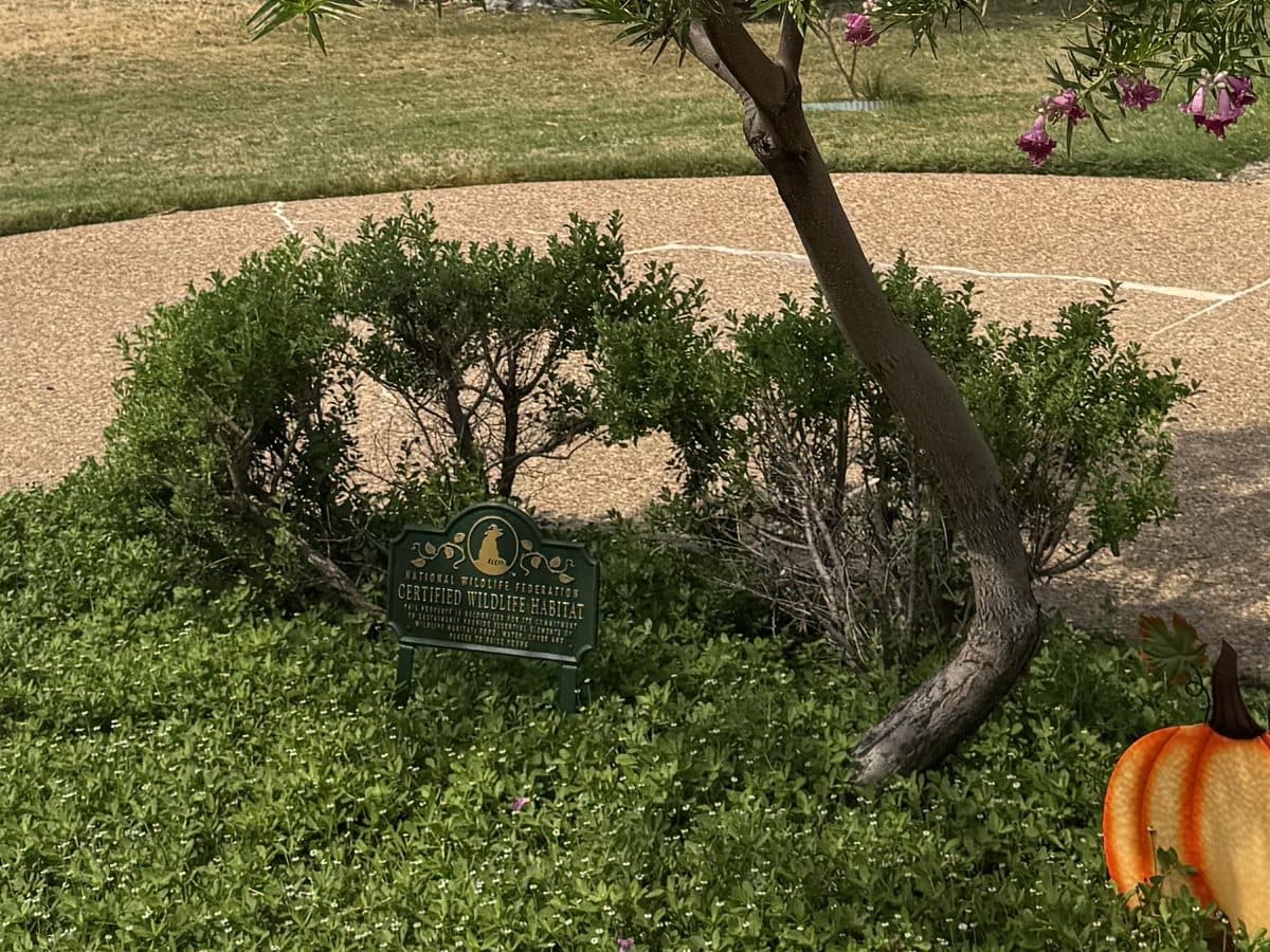 Rounded Texas ranger shrubs rising out of a frogfruit groundcover in a front-yard island bed