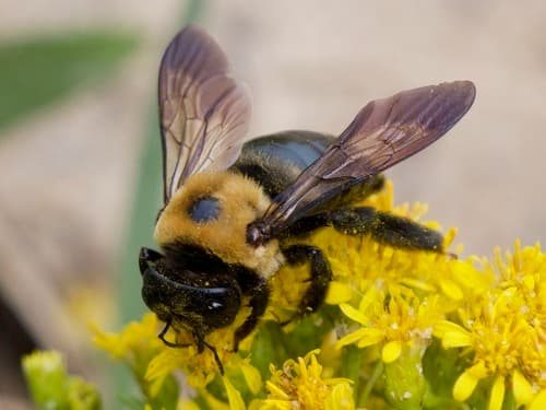 An eastern carpenter bee (Xylocopa virginica) on yellow flowers