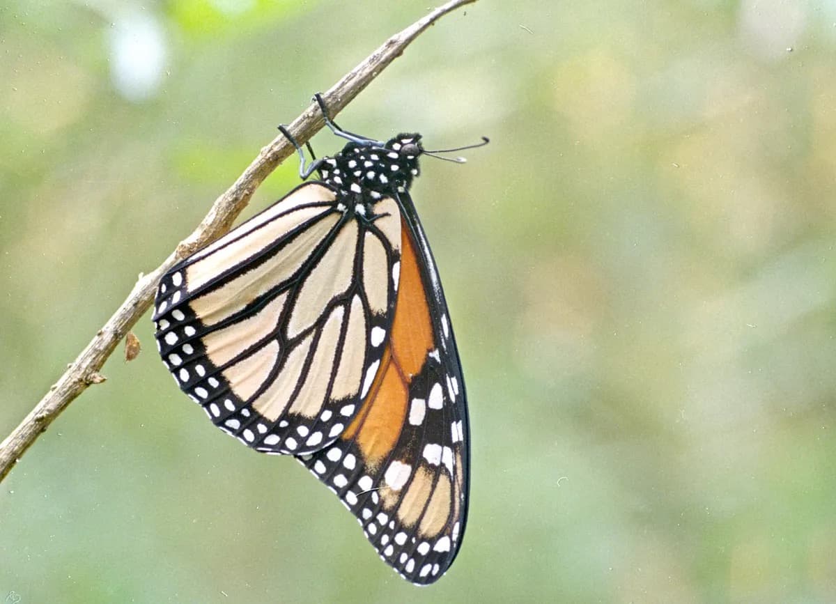A monarch butterfly (Danaus plexippus) resting on a twig with its wings closed
